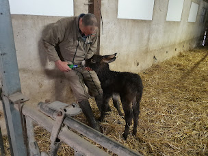 Photo n°2 de La triplette charoline à Noailly (Ferme pédagogique)