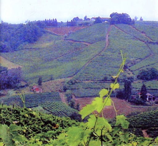 Associazione Moscato Passito Valle Bagnario Strevi - Thumbnail