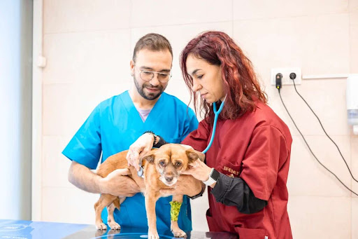 Bremen Veterinaria