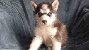 Photo n°1 de Elevage BCBG Belle Carrure Belle Gueule à Valvignères (Pension pour chiens)