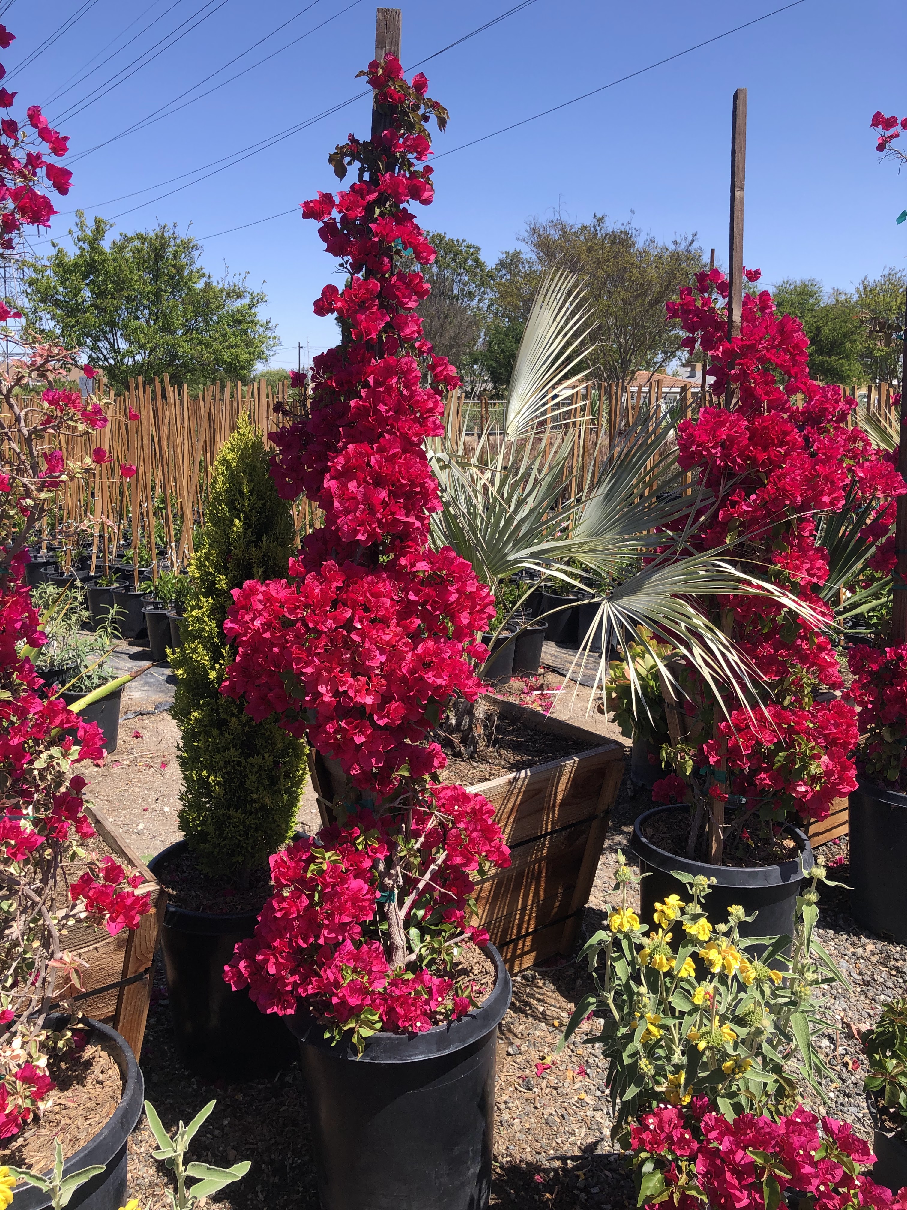 Cerritos Nursery