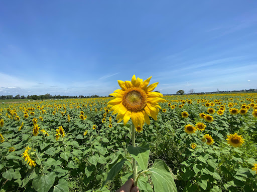 Hunter Valley Sunflowers - Thumbnail