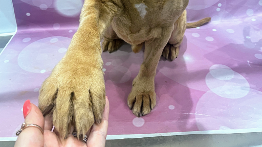 Sammys pet parlour ltd