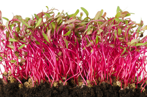 Dropping Beets - Thumbnail