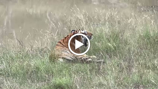 Bandipur tiger reserves mysore Ooty road