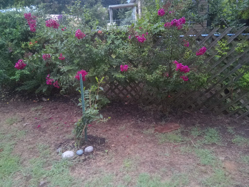 Fair Oaks Flowers & Plants - Thumbnail