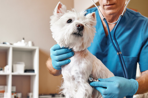 Clinique Vétérinaire Argos Vif