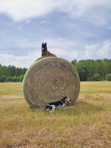 Cohérence canine - Educateur Canin