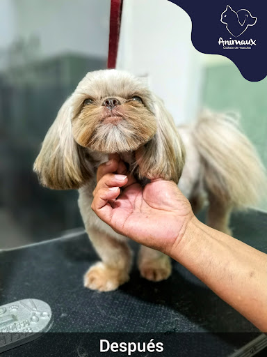 Animaux Villahermosa - Thumbnail
