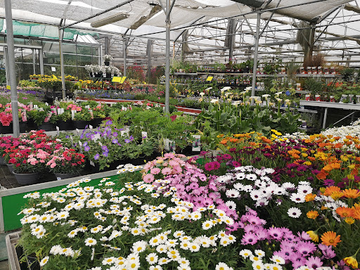 Photo de Jardinerie Sylvie Fleurs, Plantes fleuries, Potager, Poterie, Terreau, Outillage jardin à Bénéjacq (64800)