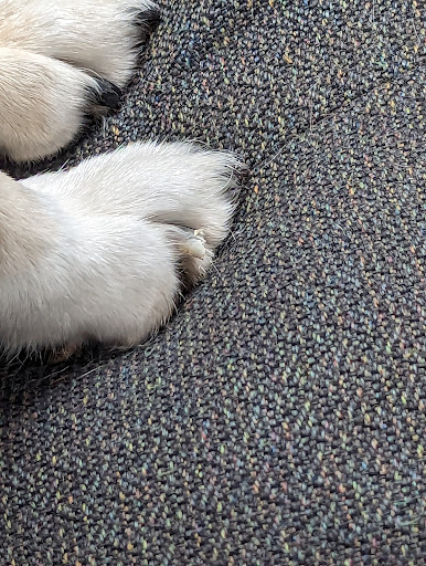 Angel's Dog Grooming - Thumbnail