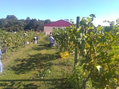 Dove Valley Vineyard