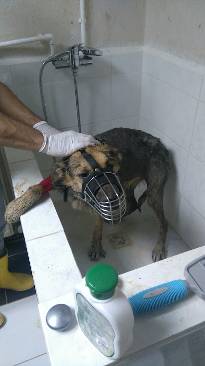Photos of Vet Cekmekoy Puss in Boots
