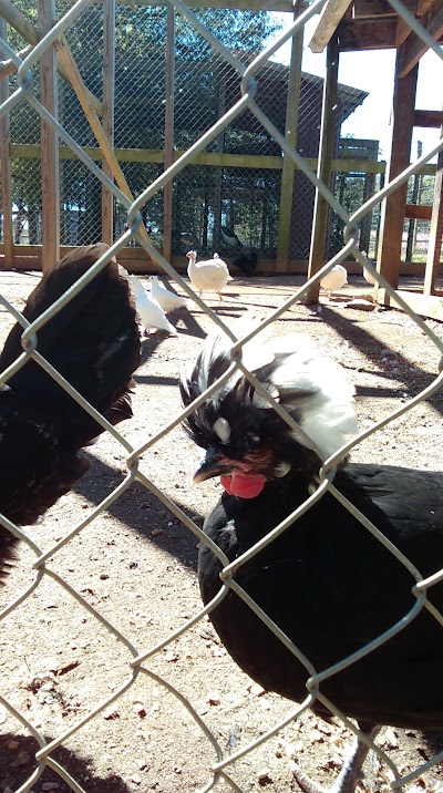 Buffalo Beals Animal Park