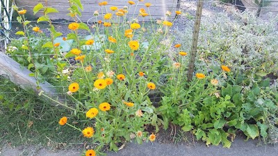 Orchard Manor Community Garden