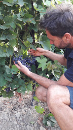 Photo n°12 de Domaine Charols à Sablet (Magasin de vins et spiritueux)