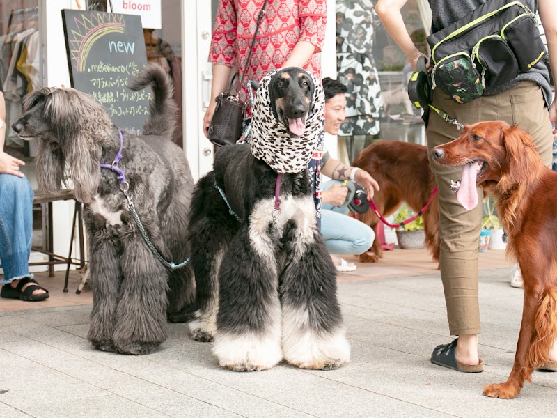 bloom / 福島市パセオ通り