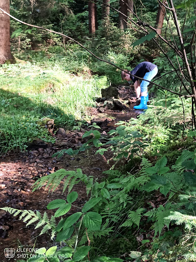 Waldteich - Visual