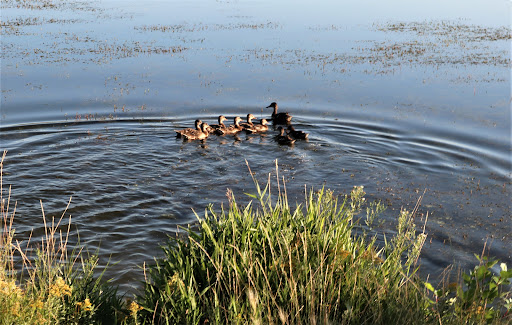 Thomson Lake Regional Park Gallery - Canada