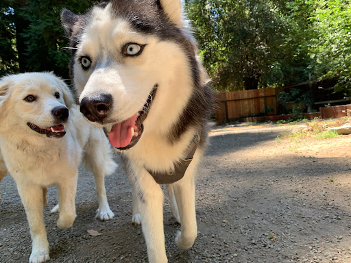 Brooktails Pet Care - Thumbnail