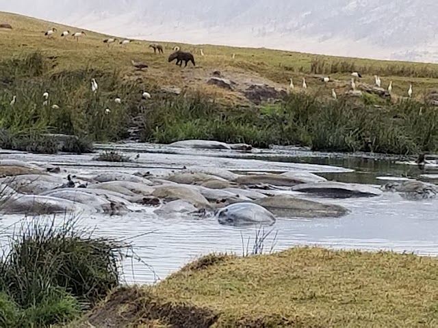 Ngorongoro Conservation Area