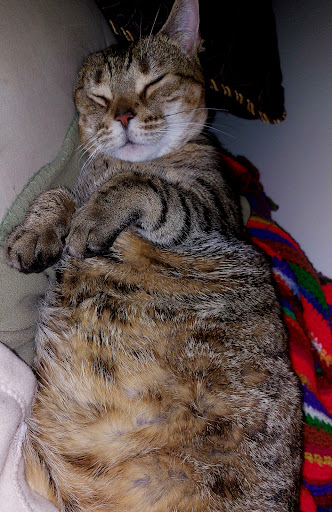 Happy Paws Spay/Neuter Clinic