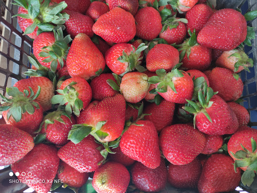 Fresas del Pacifico - Thumbnail
