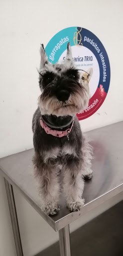 Go Pets hospital veterinario(veterinaria)