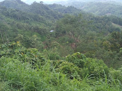 Photos of Cagar Alam Taba Penanjung