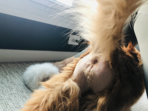 Easthaven Animal Hospital - Thumbnail