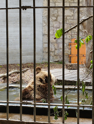 Bad Kösen Zoo - Thumbnail