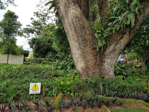 Ambon War Cemetery, Author: oka mahendra