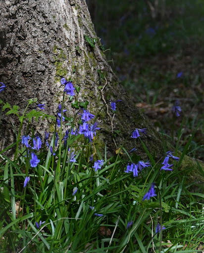 Bracken Woods - Thumbnail
