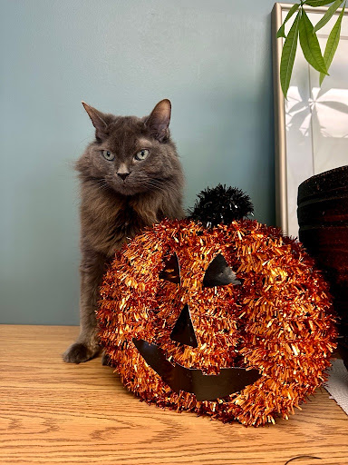 VCA Canada Burgess Animal Hospital - Thumbnail