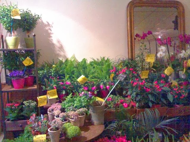 Les Bouquets D'Asters