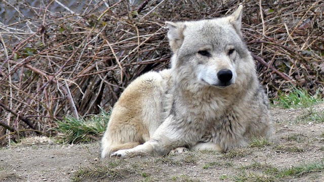 Les Loups du Gévaudan