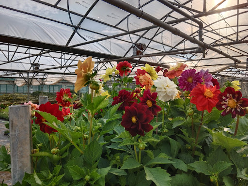 Le Temps Des Fleurs Marcigny - Thumbnail