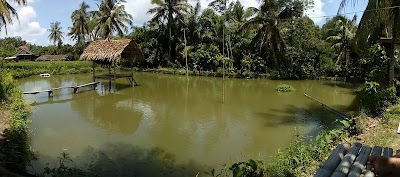Photos of Kolam Ikan Lele, Mujaer, Dan Emas