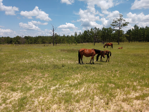 Peason Ridge Wildlife Management Area