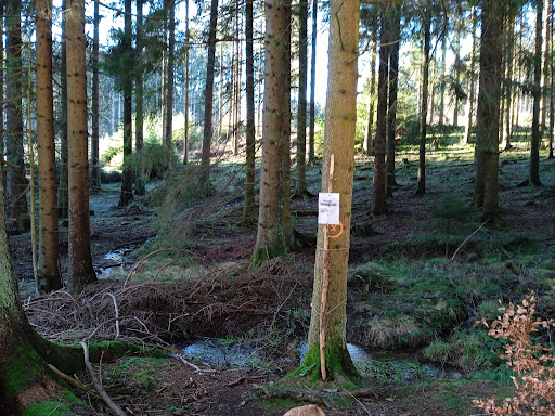 Quelle der Nette (Eifel) - Thumbnail