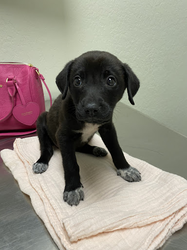 Montevallo Animal Clinic: Parker Sam DVM - Thumbnail