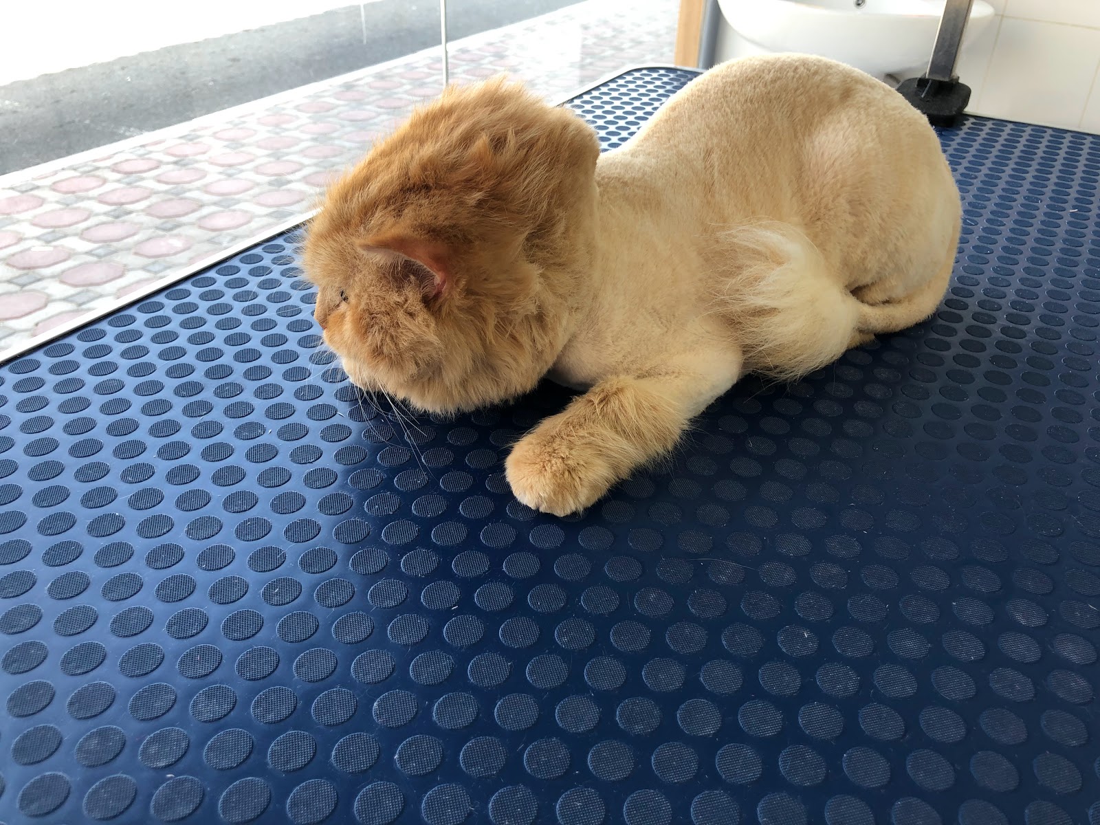 الامير للعناية بالحيونات الاليفة - صورة 2