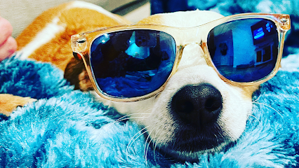 foto de Snip Dogg Doggy Spa