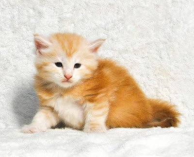 Photos of Tirtham Cattery