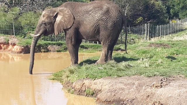 Elephant Sanctuary
