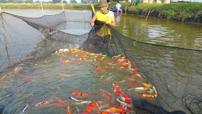 Photos of Koi Seru