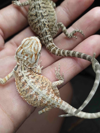 ReptiSisters - Visual