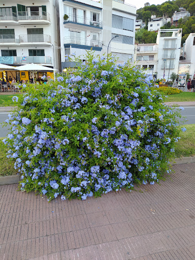 Gema Floristería - Thumbnail