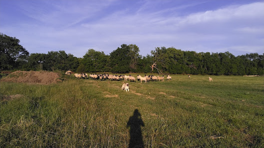 R Ranch Livestock 4337 CR 5600, Independence, KS 67301