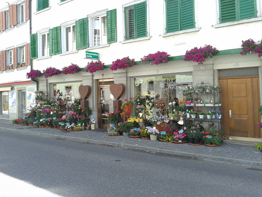 Blumen Jeniffer - Thumbnail